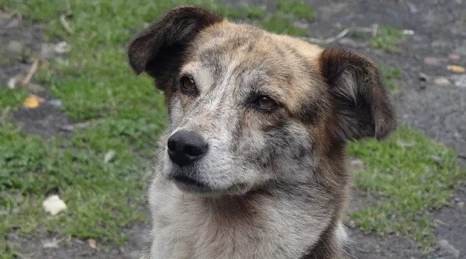 adoptar