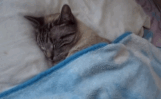 26 animales que entienden tu lucha en las mañanas