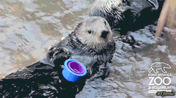 Animales