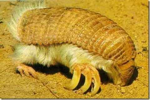 Curiosos