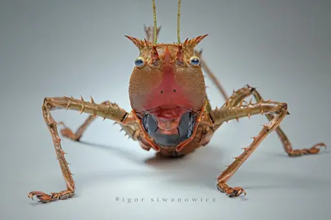raros