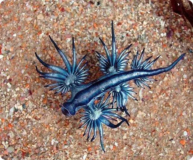 Animales raros e impresionantes (fotos)