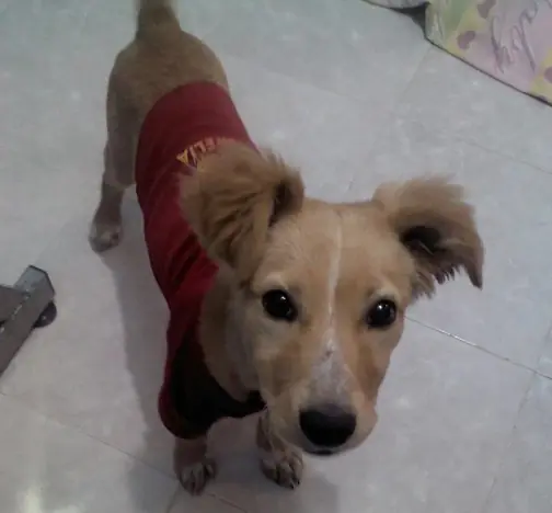 Si tenes un perro mestizo le salvaste la vida sin saberlo