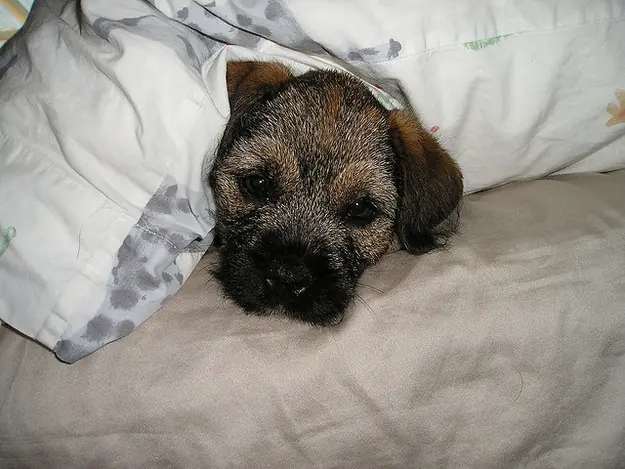 26 animales que entienden tu lucha en las mañanas