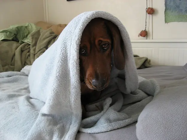 26 animales que entienden tu lucha en las mañanas