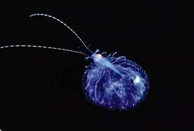 Animales transparentes, Muy Grosos!