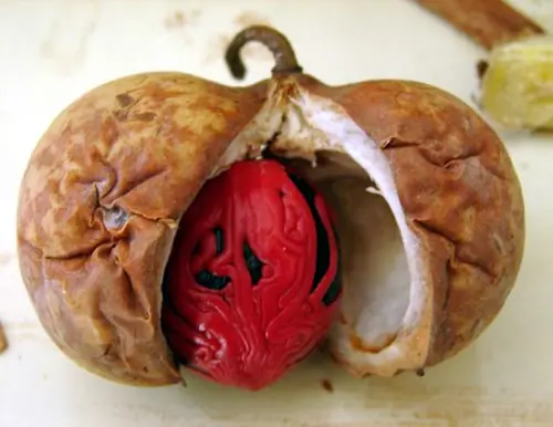 largaguacho