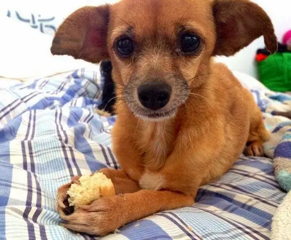Si tenes un perro mestizo le salvaste la vida sin saberlo