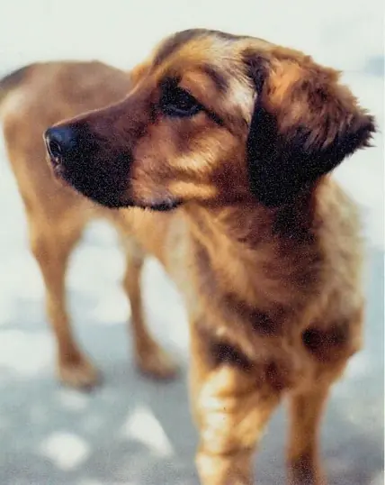 perro