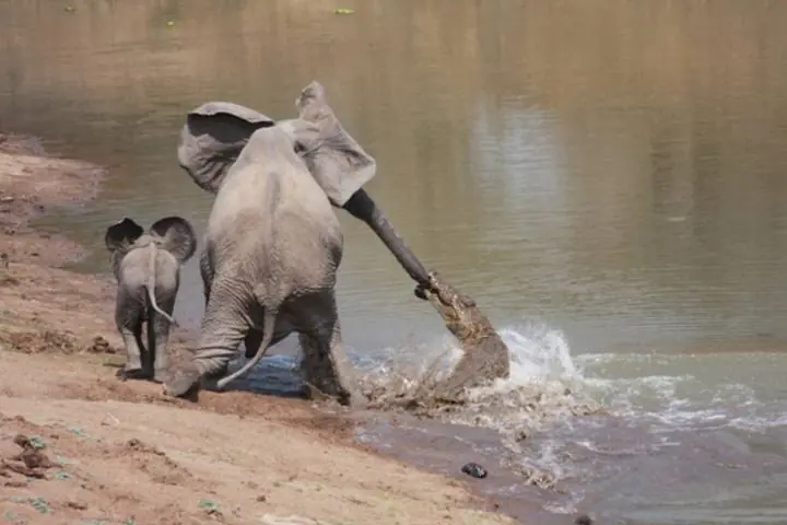 animaladas