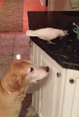 bebe