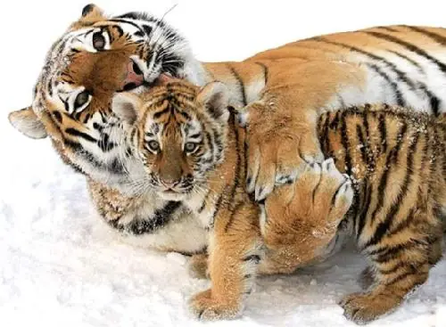 gato