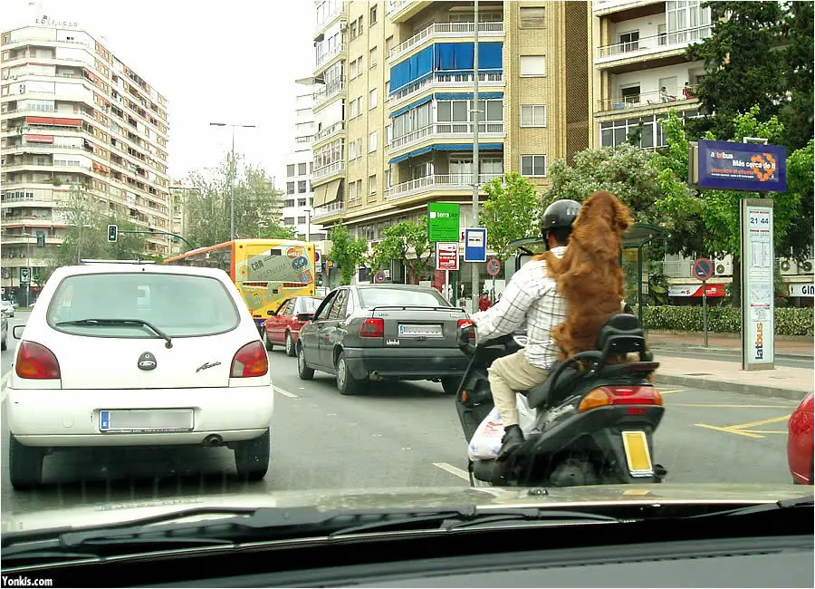 Animaladas [Humor] [Imagenes]