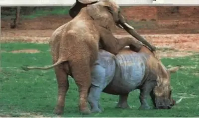Animaladas [Humor] [Imagenes]