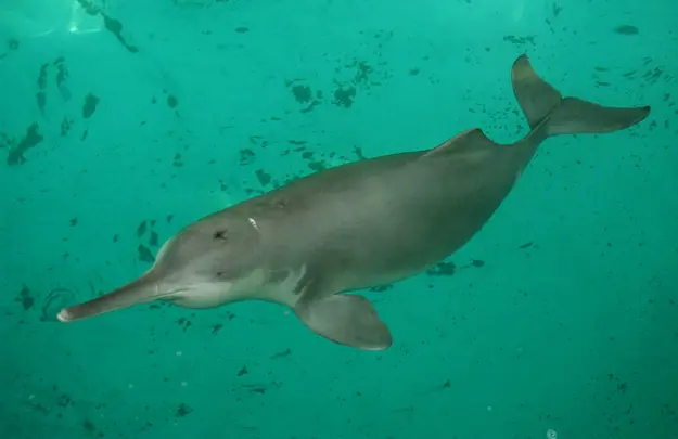 17 animales extintos en los últimos 50 años.