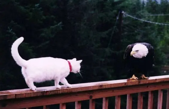 Animaladas [Humor] [Imagenes]