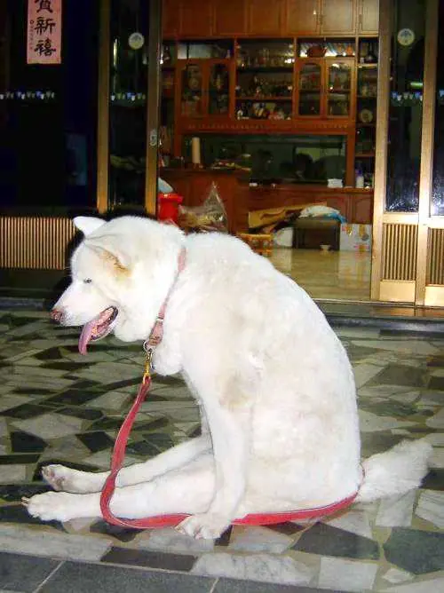 Animaladas