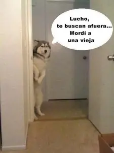 taringa