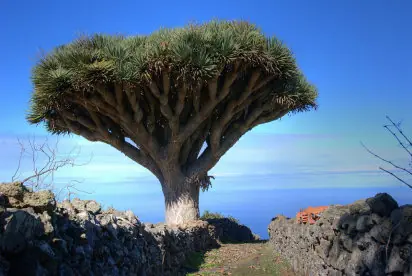 palntas