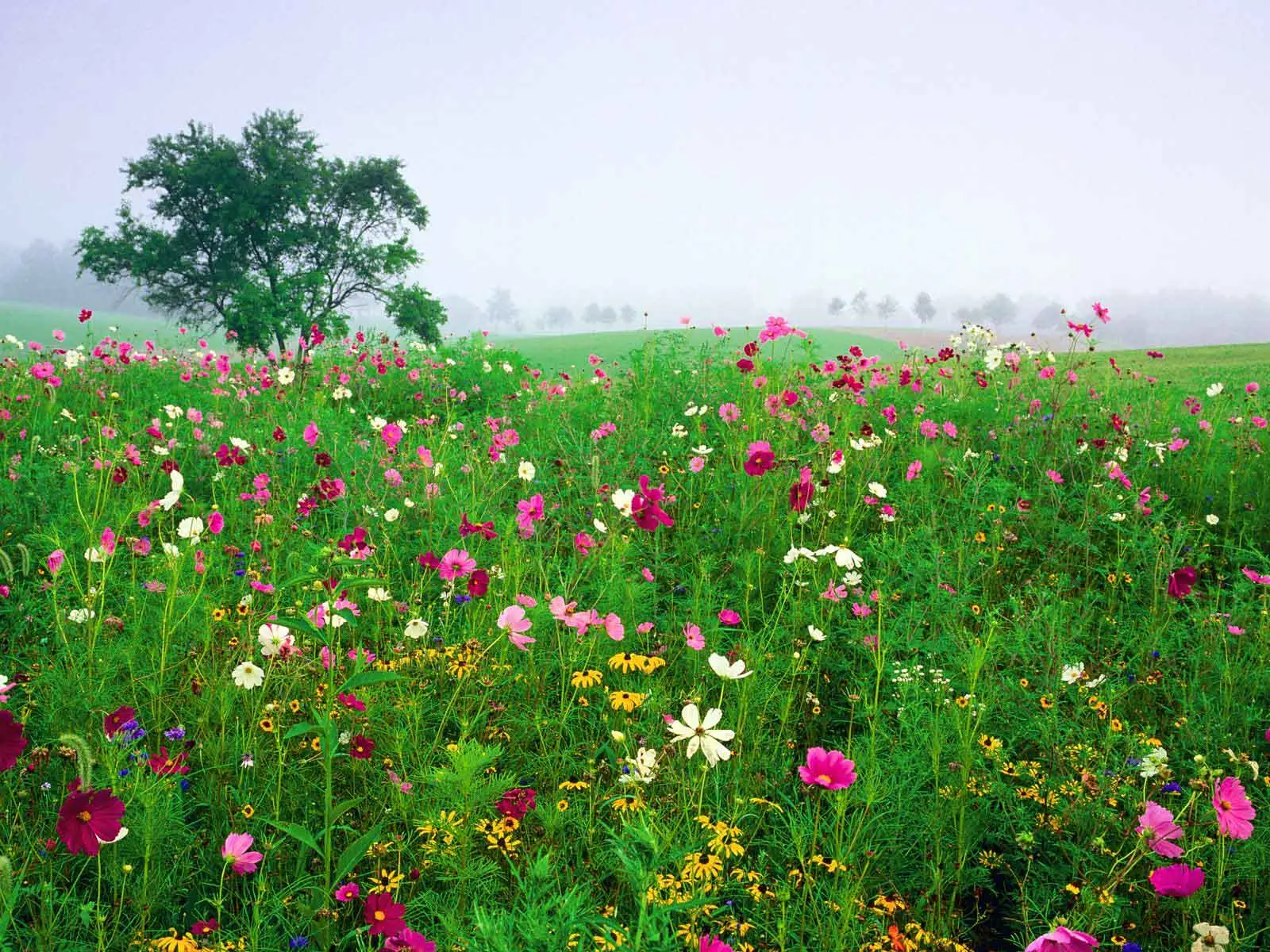 naturaleza