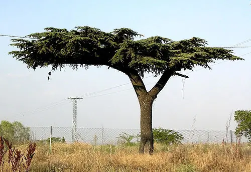 Biodiversidad