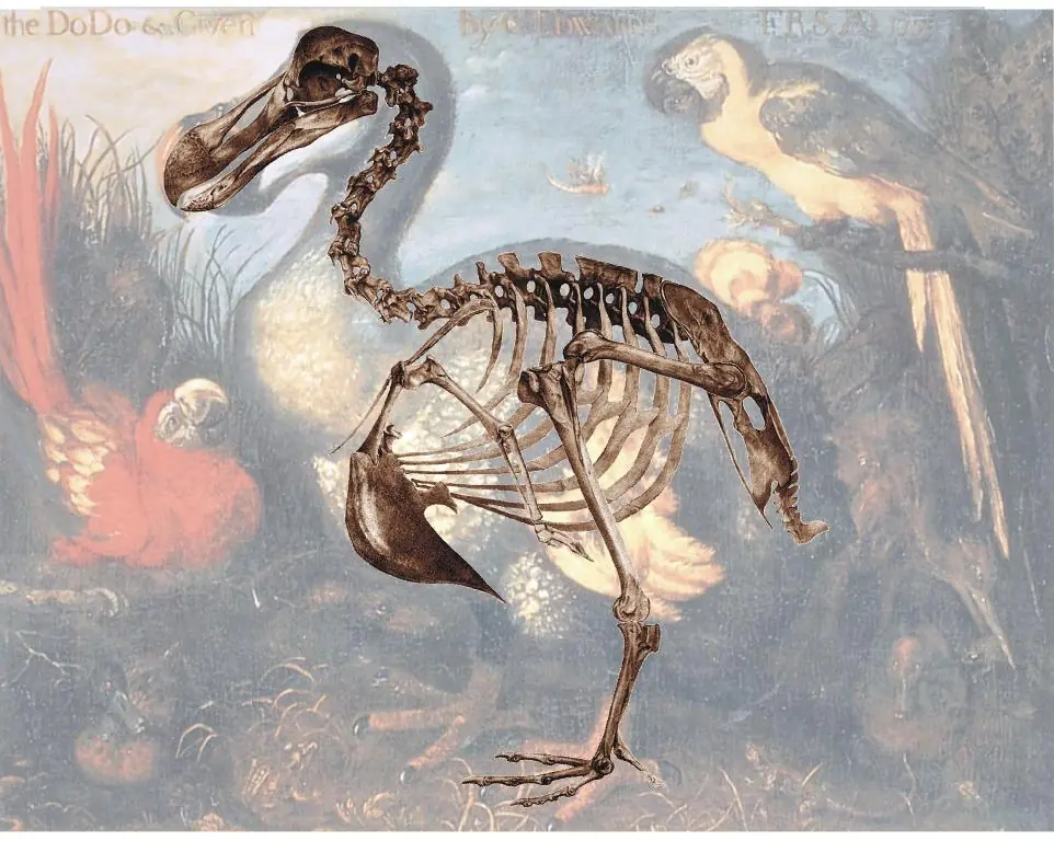 Dodo