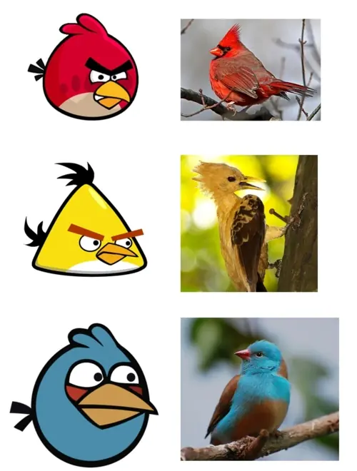 Birds
