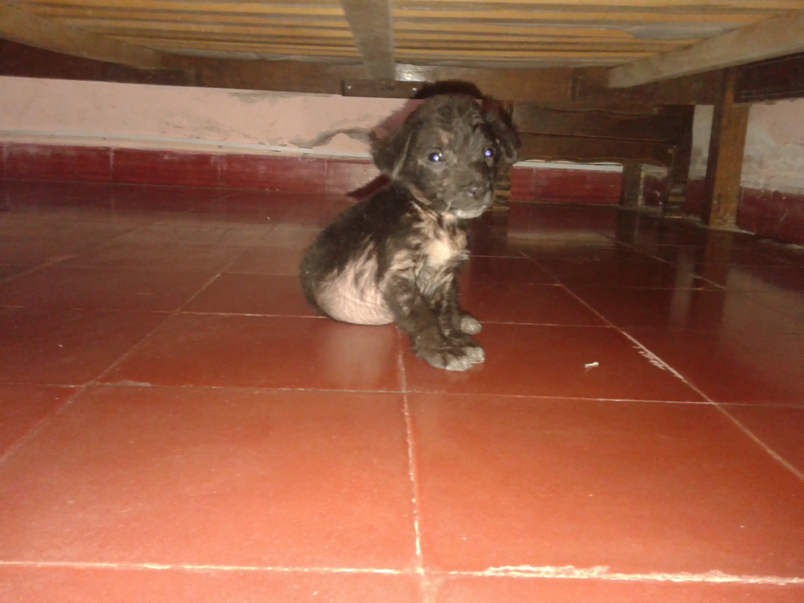 mi perro