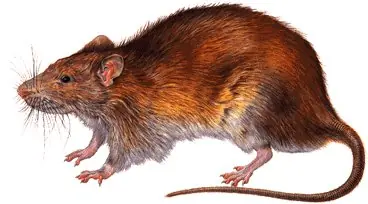 sinonimos
