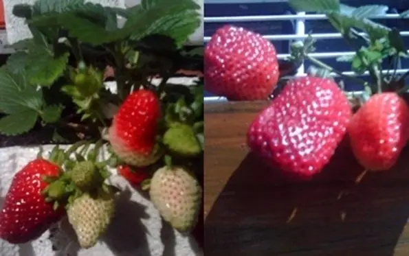 frutillas