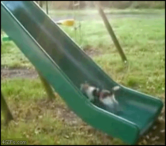 Gifs