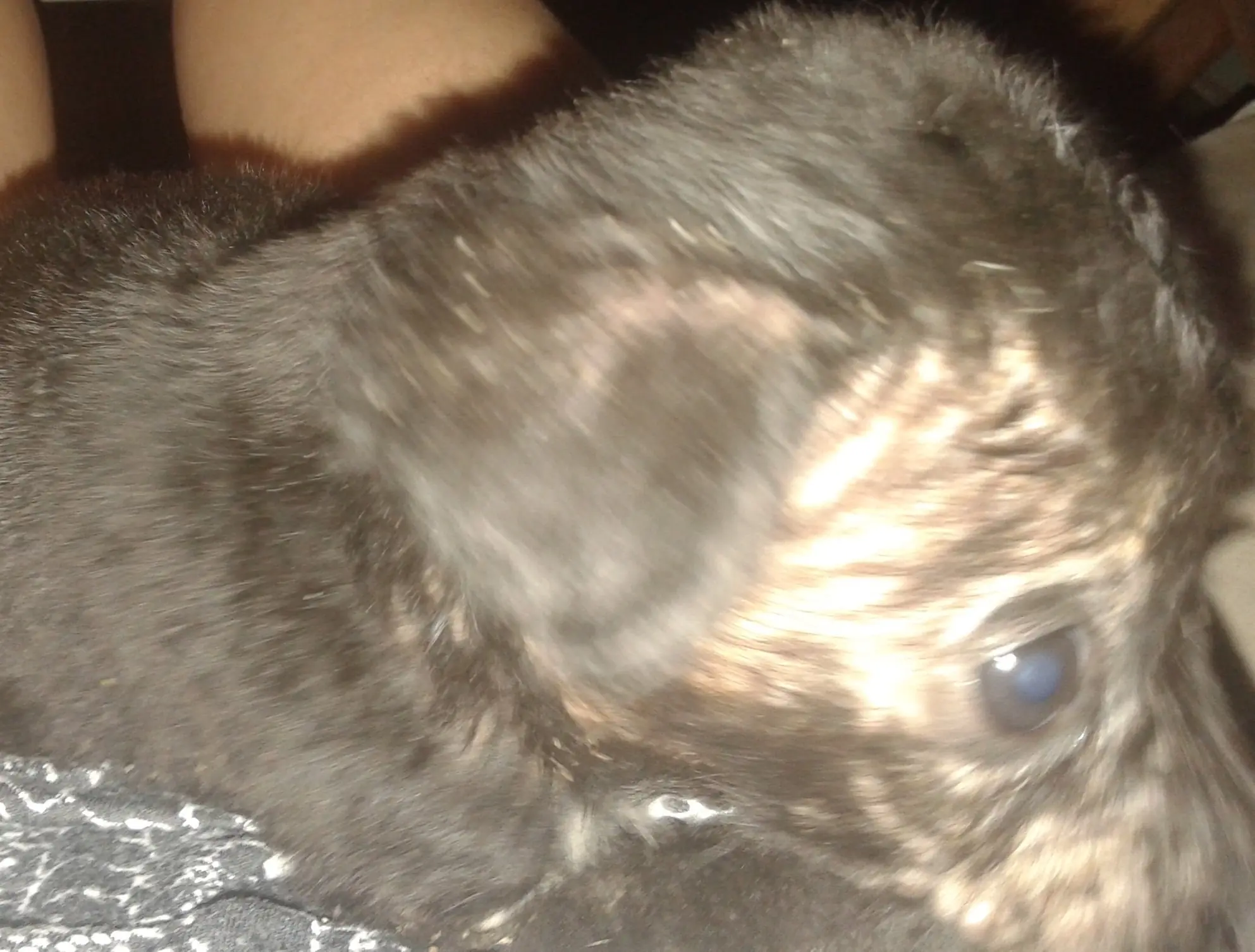 Encontre a este perrito y lo salve