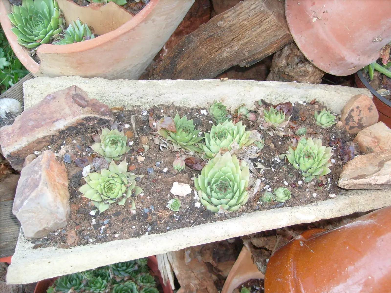 jardineria