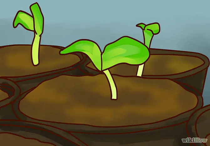 plantar