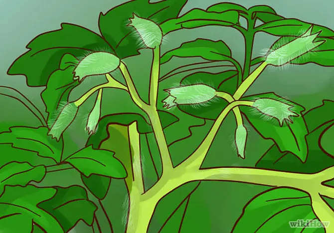 vegetales