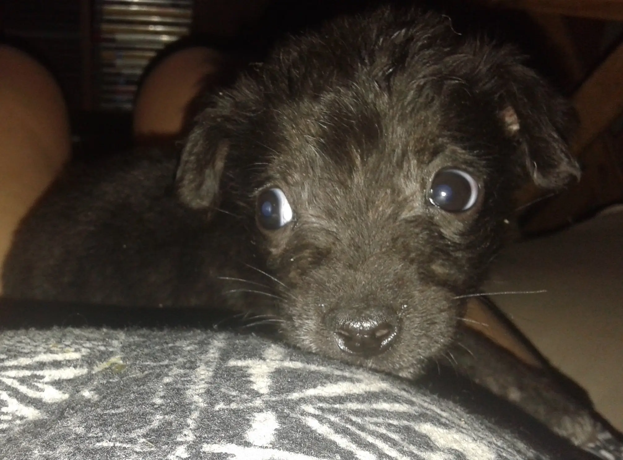 mi perro