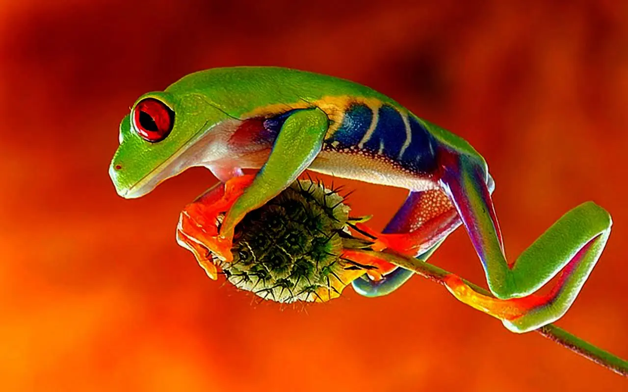 Animales