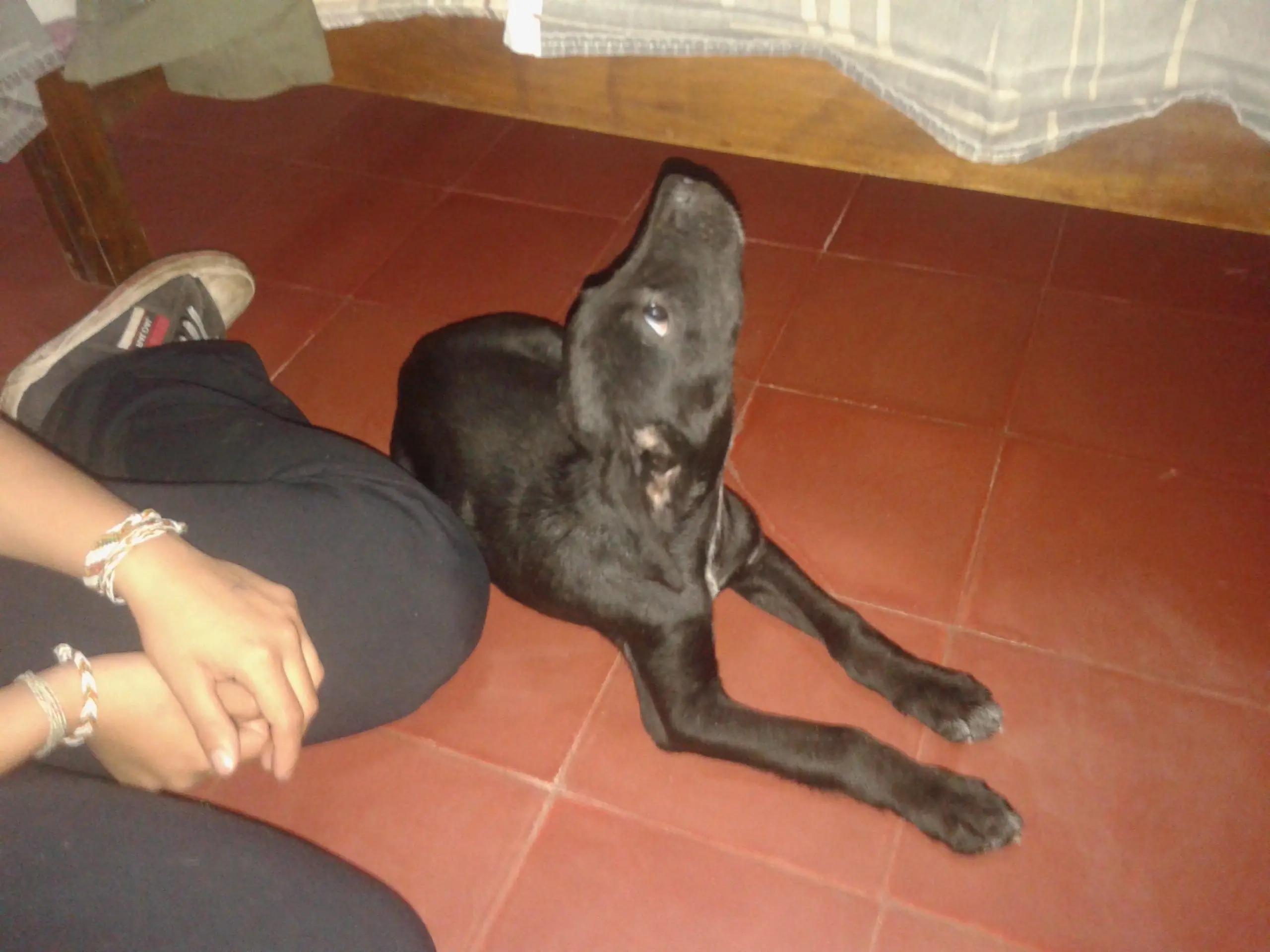 Encontre a este perrito y lo salve