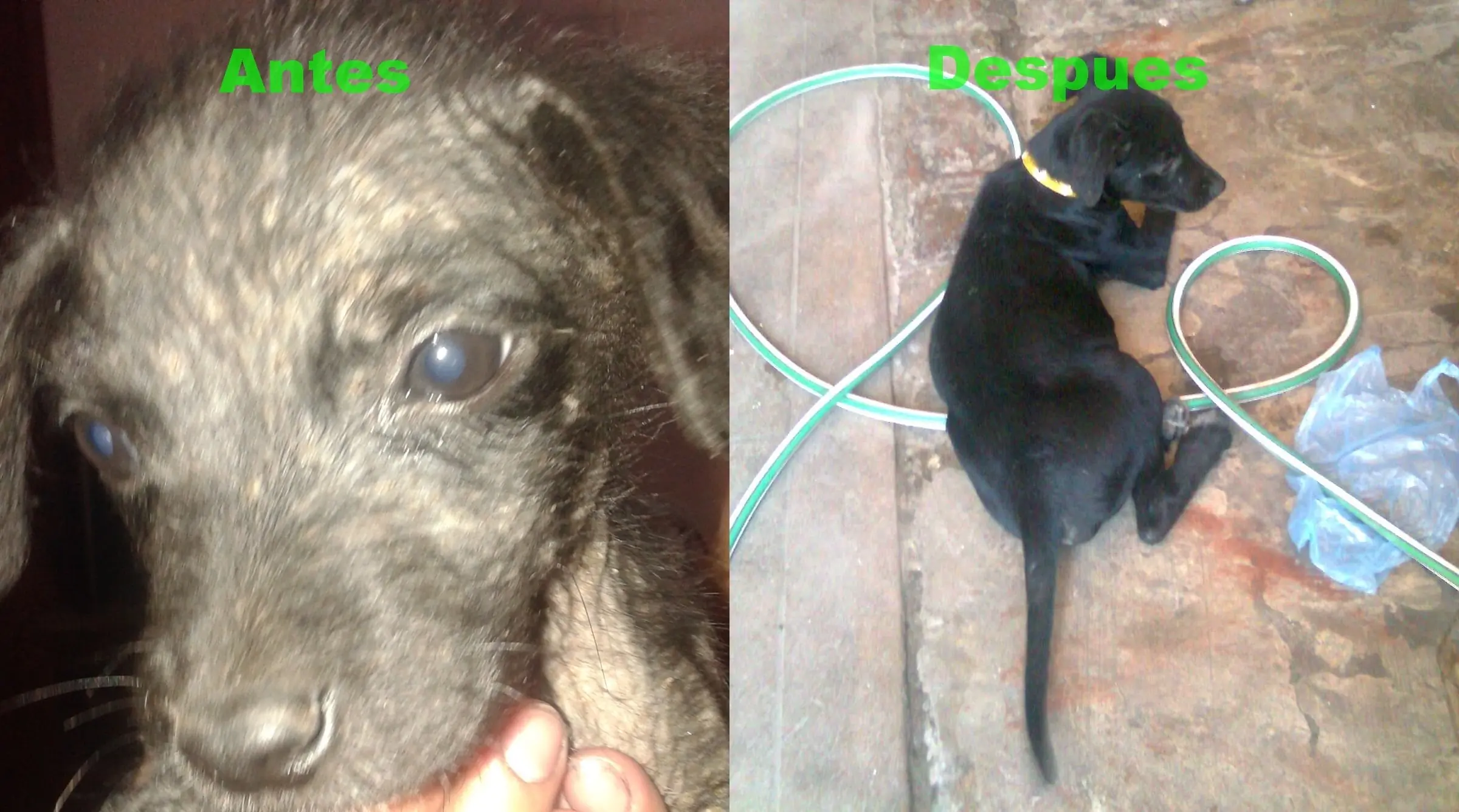 mi perro