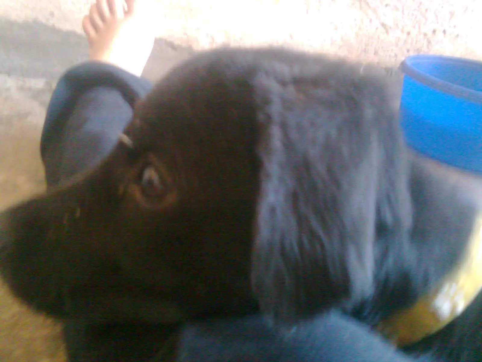 anakin