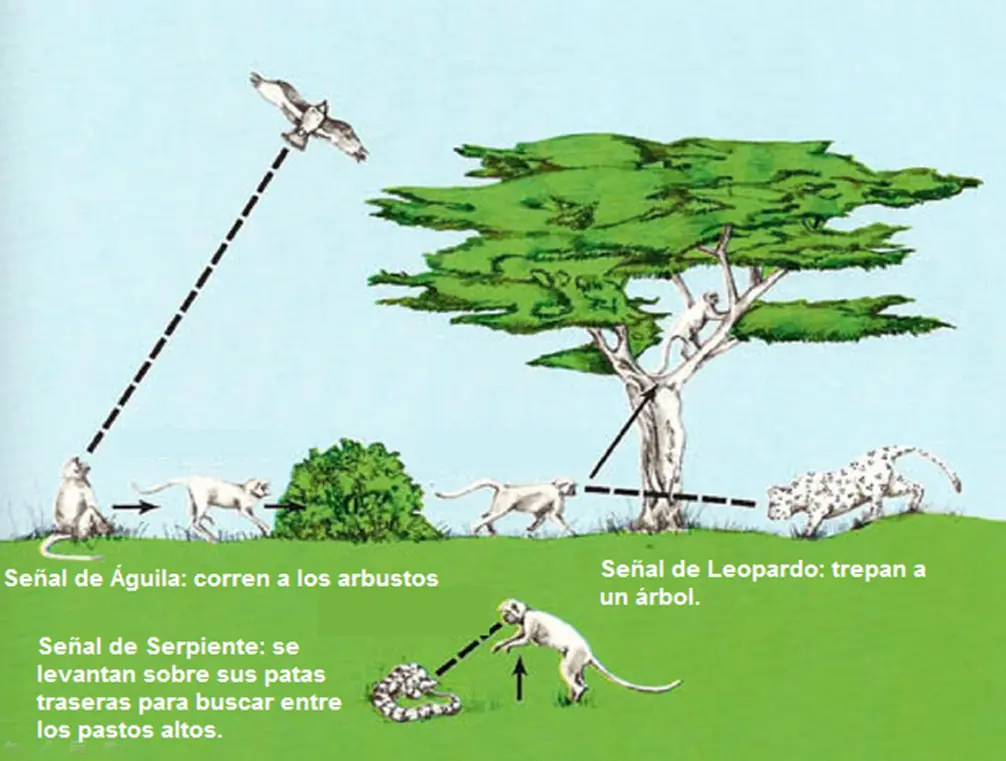 monos