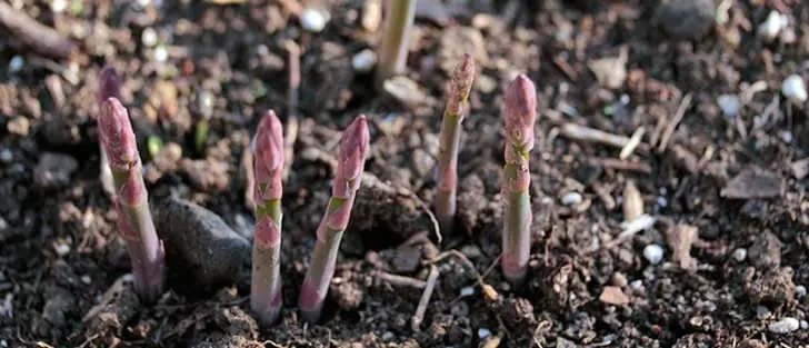 No gastes mas guita en verduras maquina