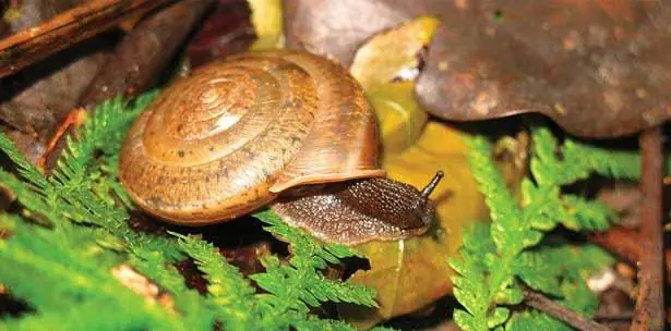 Taiwan: El caracol de la igualdad
