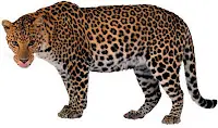 simios