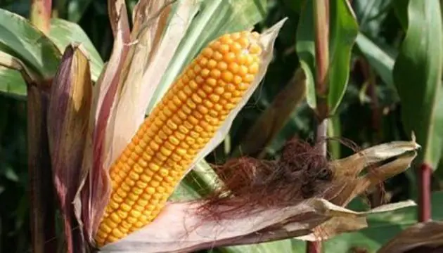 El maíz, el frijol negro y el agave en contra del cáncer