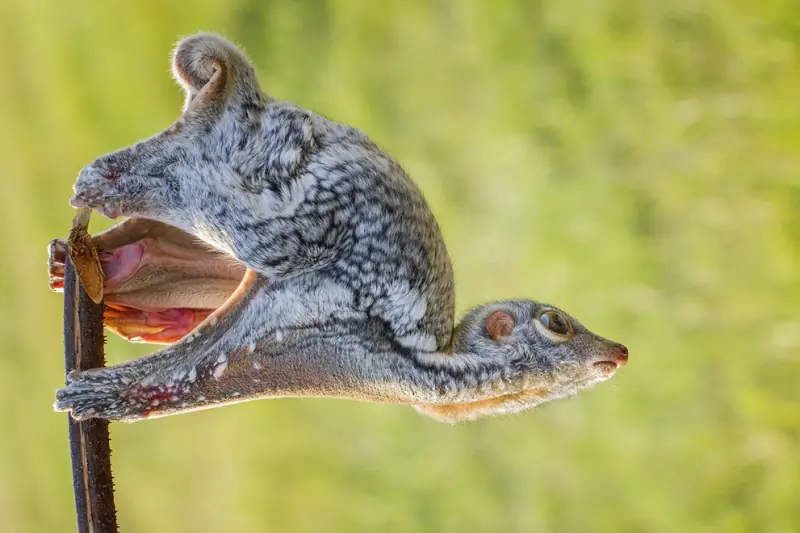 Las increíbles fotografías del concurso National Geographic