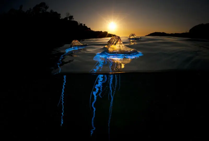 Las increíbles fotografías del concurso National Geographic