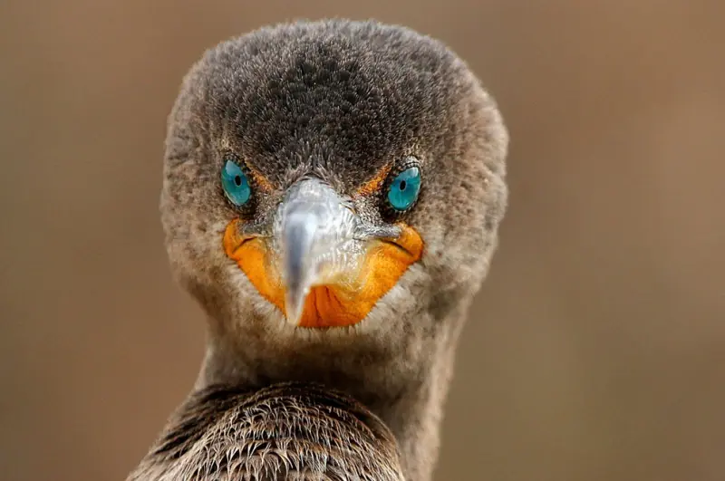 Las increíbles fotografías del concurso National Geographic