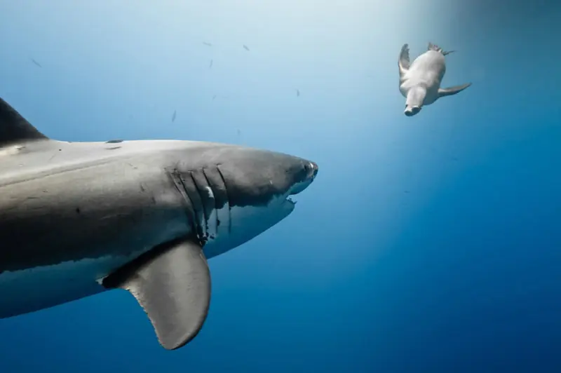 Las increíbles fotografías del concurso National Geographic