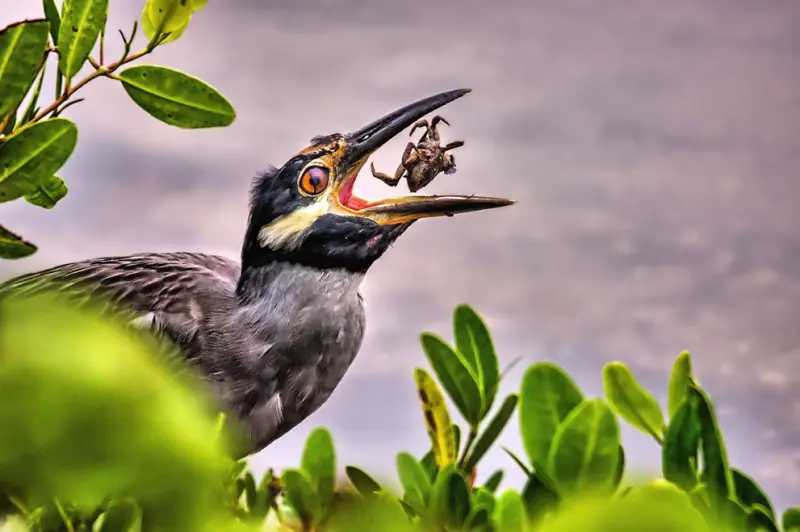 naturaleza